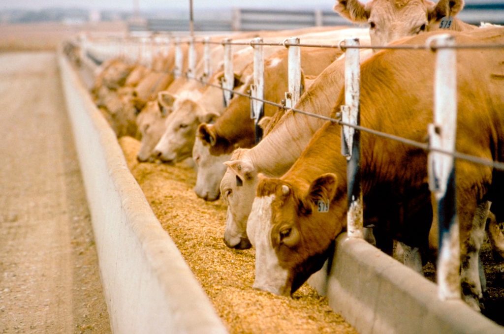 Sustainable Feed Solutions for Cattle Farming