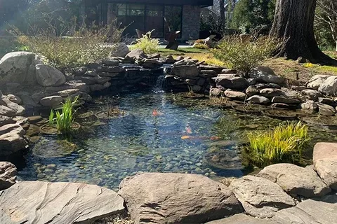 Expert Care for Clear and Healthy Ponds