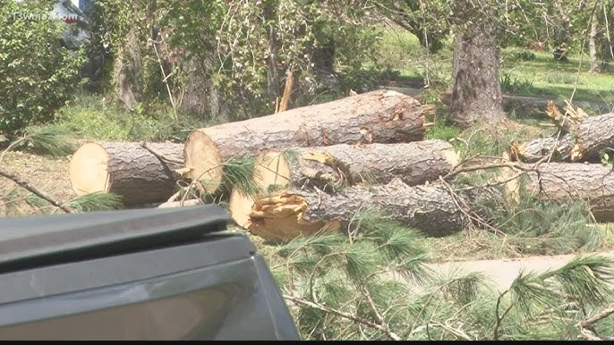 Tree Removal Permits Explained: What Homeowners Should Know Before Clearing Land
