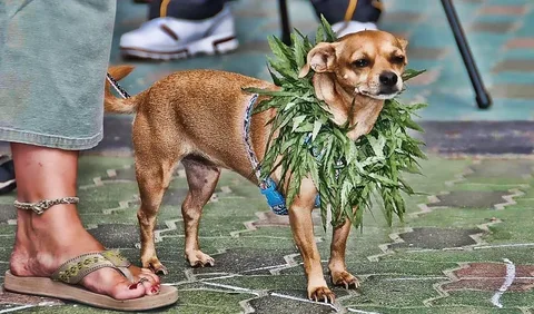 Cannabis shop for pets in California