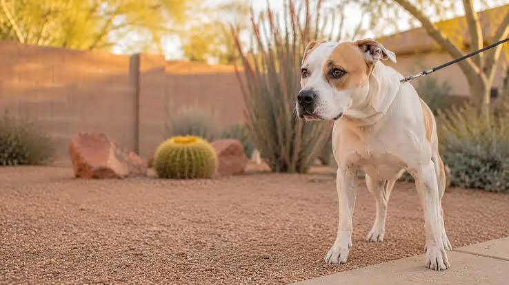 One on One Dog Training Arizona for Better Results